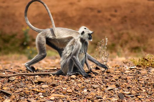 Pair of gray langurs interacting on rocky landscape in Chhatarpur, India.