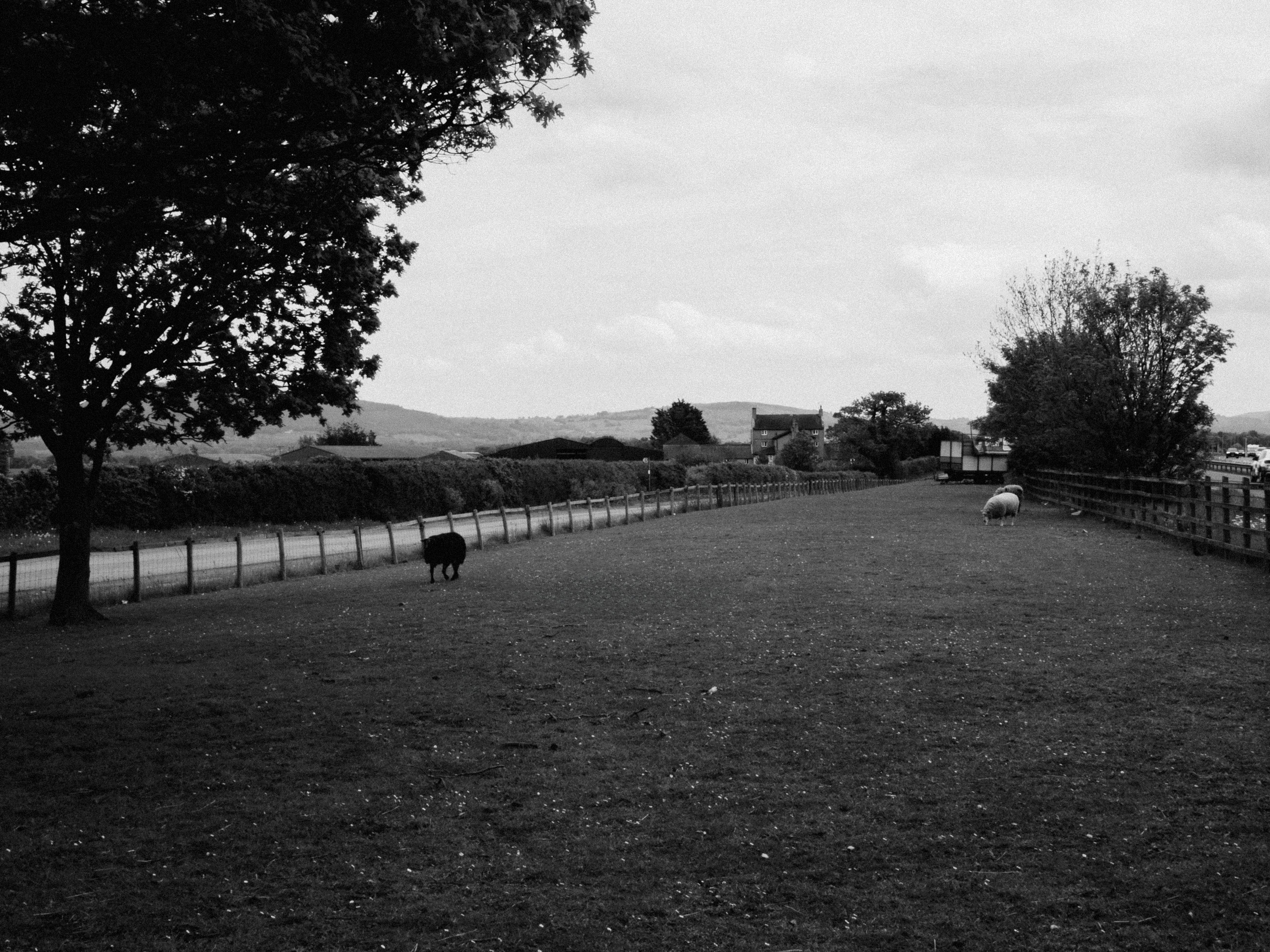 A serene black and white rural landscape featuring grazing sheep and a countryside road.
