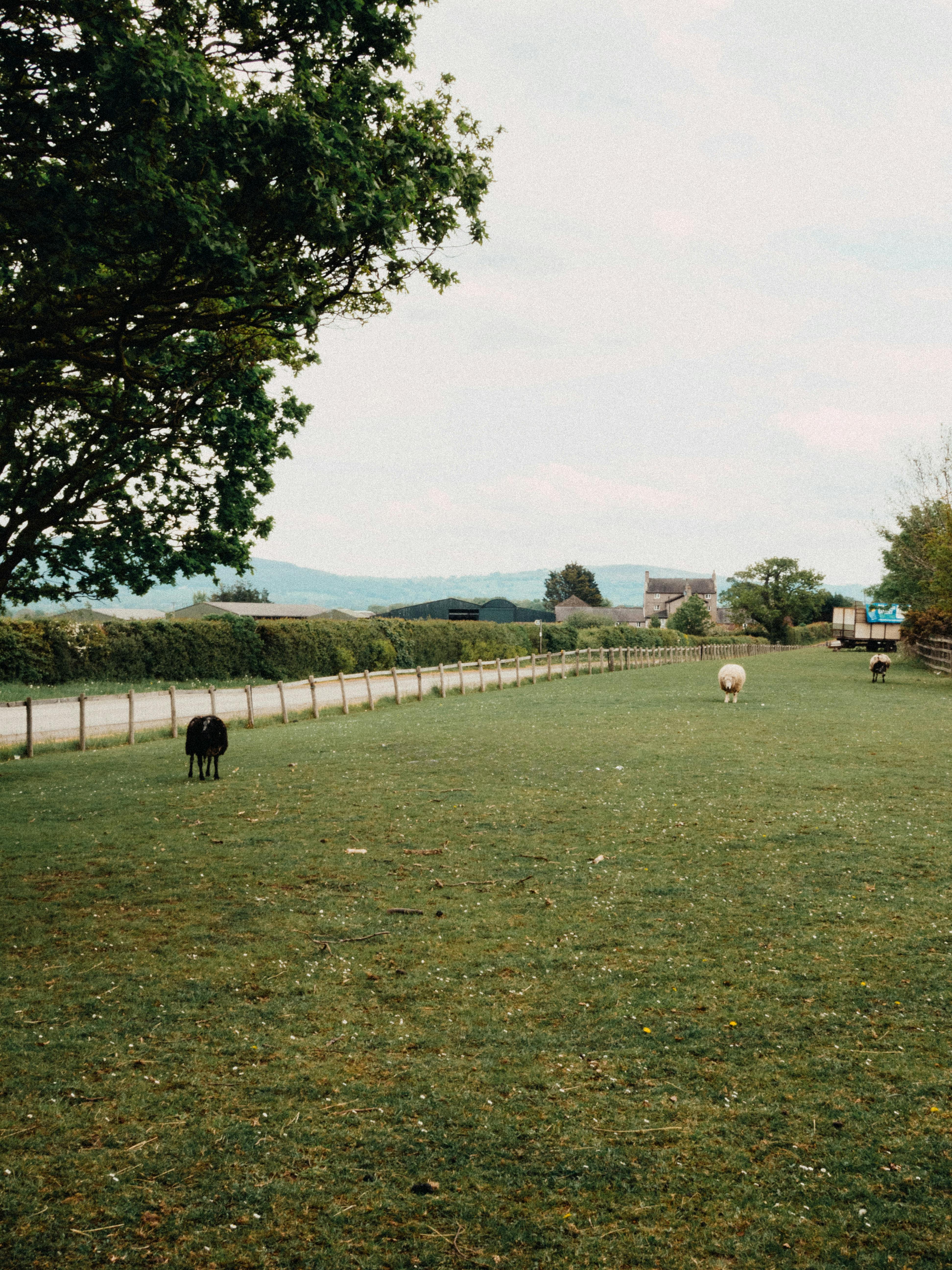 Peaceful rural scene with sheep grazing on a lush green pasture under a tree.