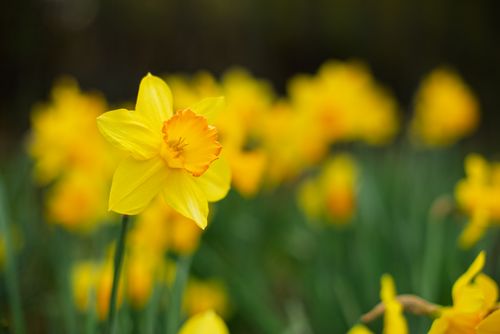 Free A vibrant yellow daffodil field blooms in springtime, located in Scotland's scenic outdoors. Stock Photo