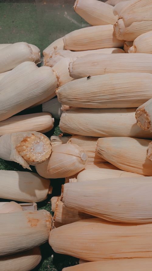 Free A close-up view of fresh corn cobs with husks at a market, ideal for agricultural and healthy eating themes. Stock Photo