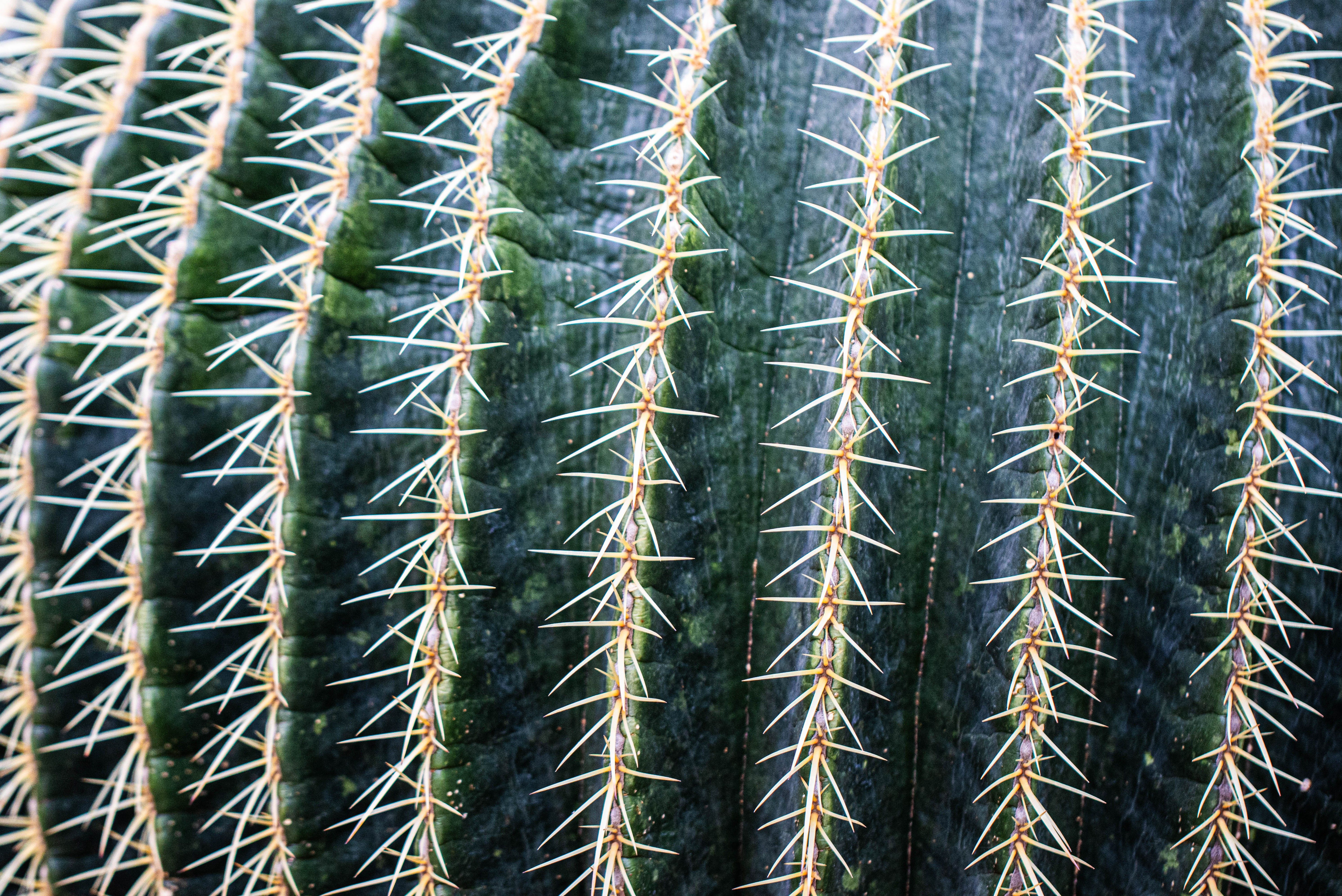 trichocereus hybrid cactus Trichocereus Hybrid Variety Packs