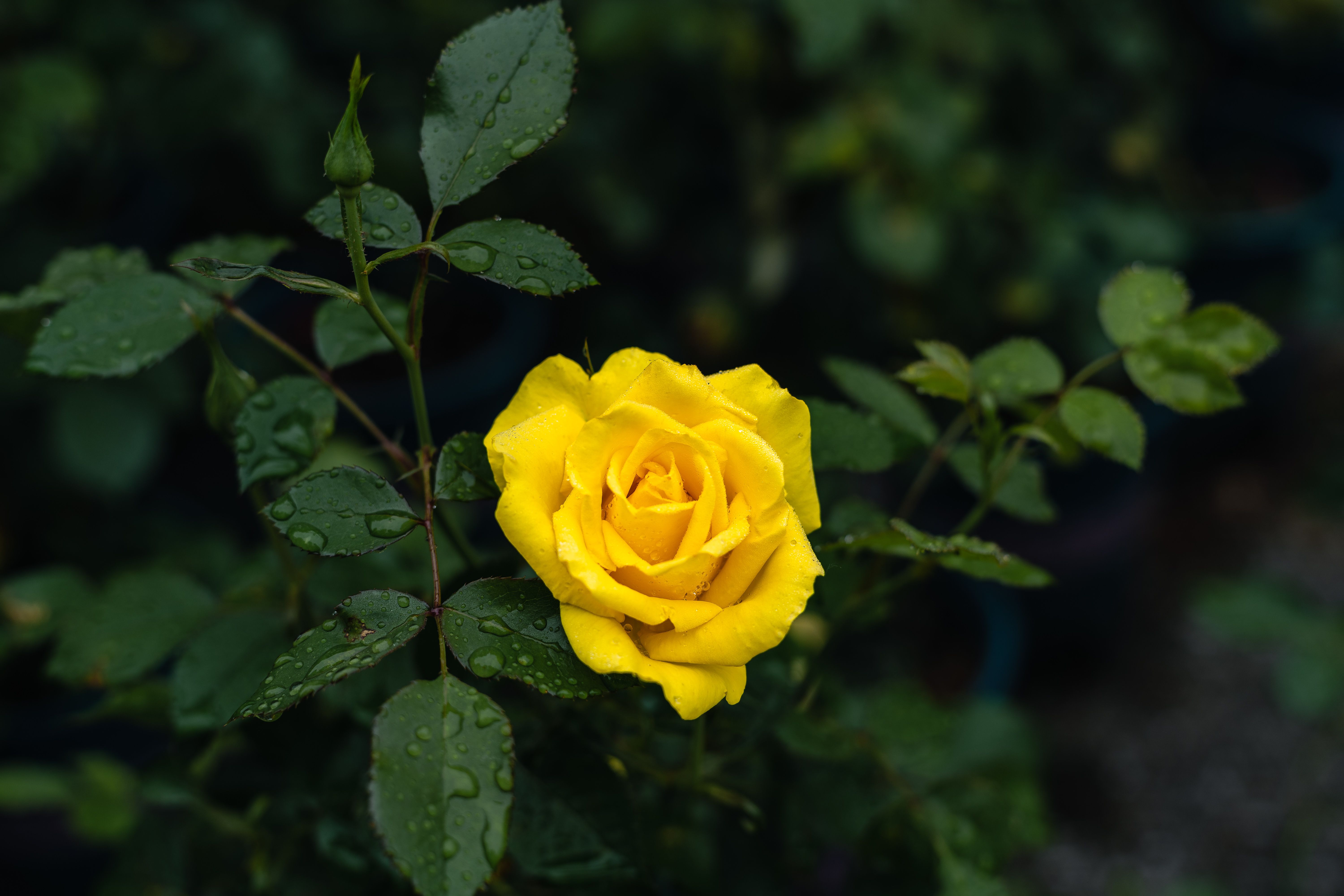 Close-up of a vibrant yellow rose with dewdrops on leaves, perfect for nature-themed content.