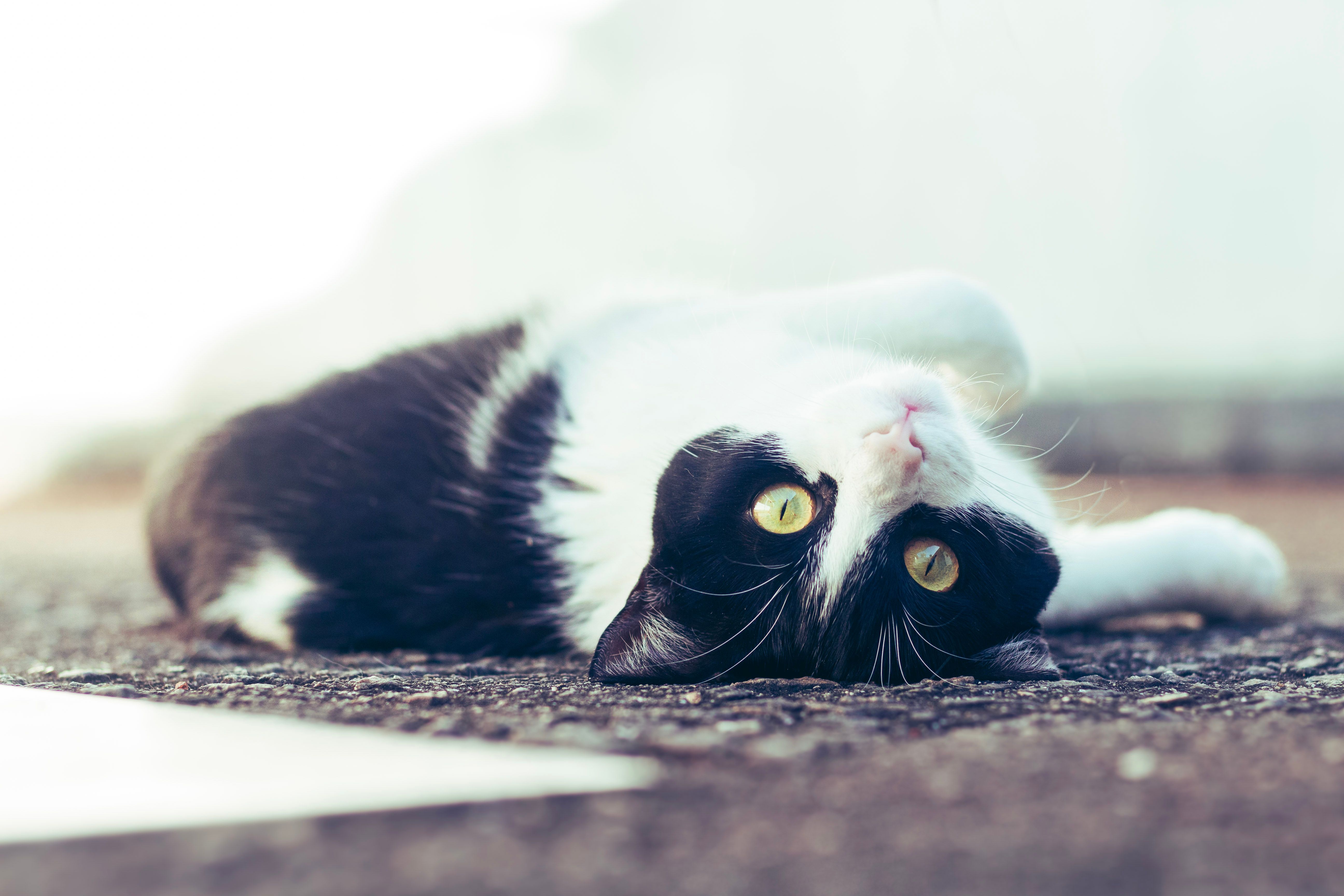 Healthcare and wellness consultation for a pet