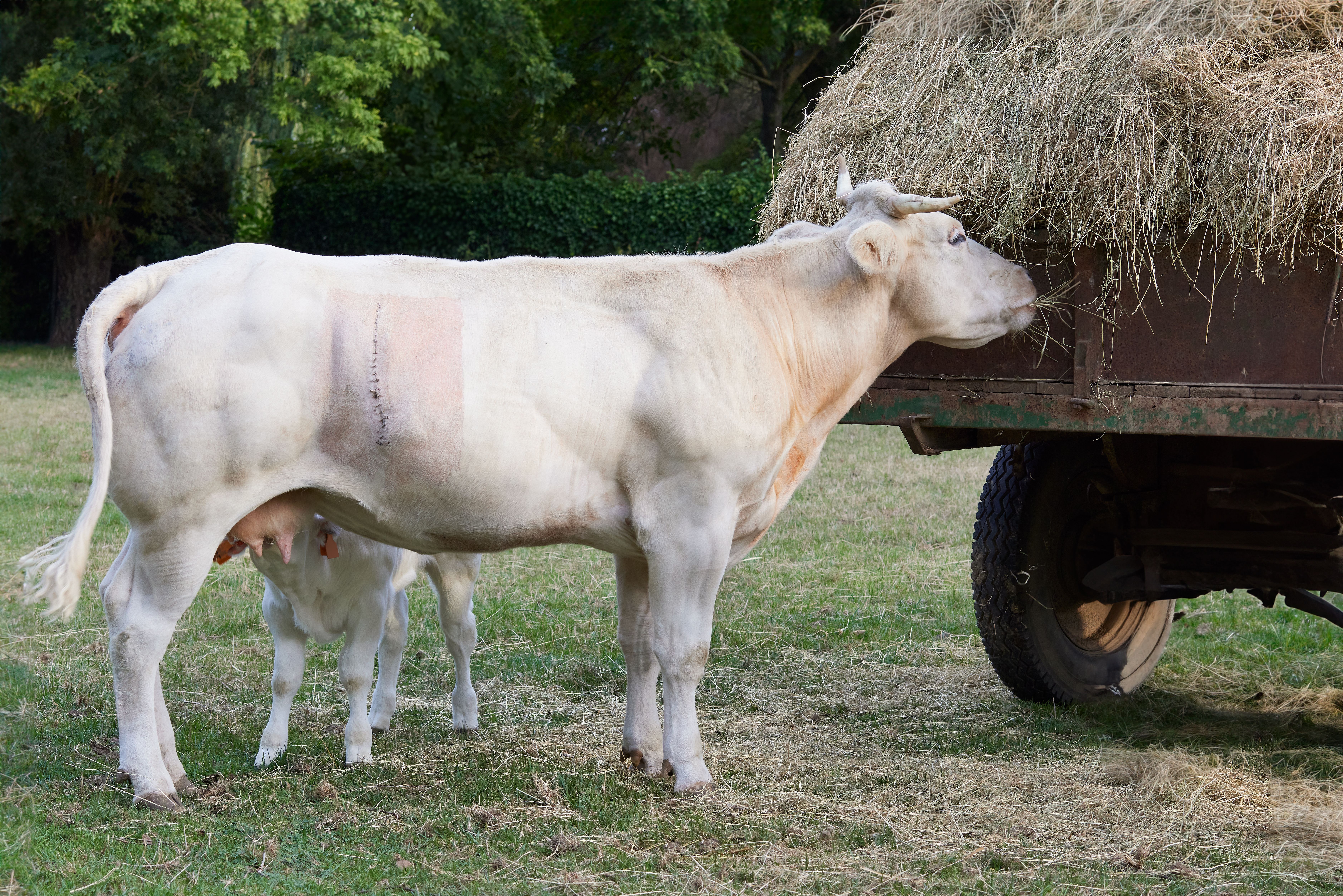 Animale felice e in salute
