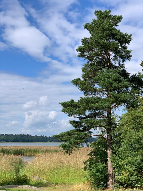 Free Tranquil Finnish landscape featuring a lone pine tree by a serene lake and blue sky. Stock Photo
