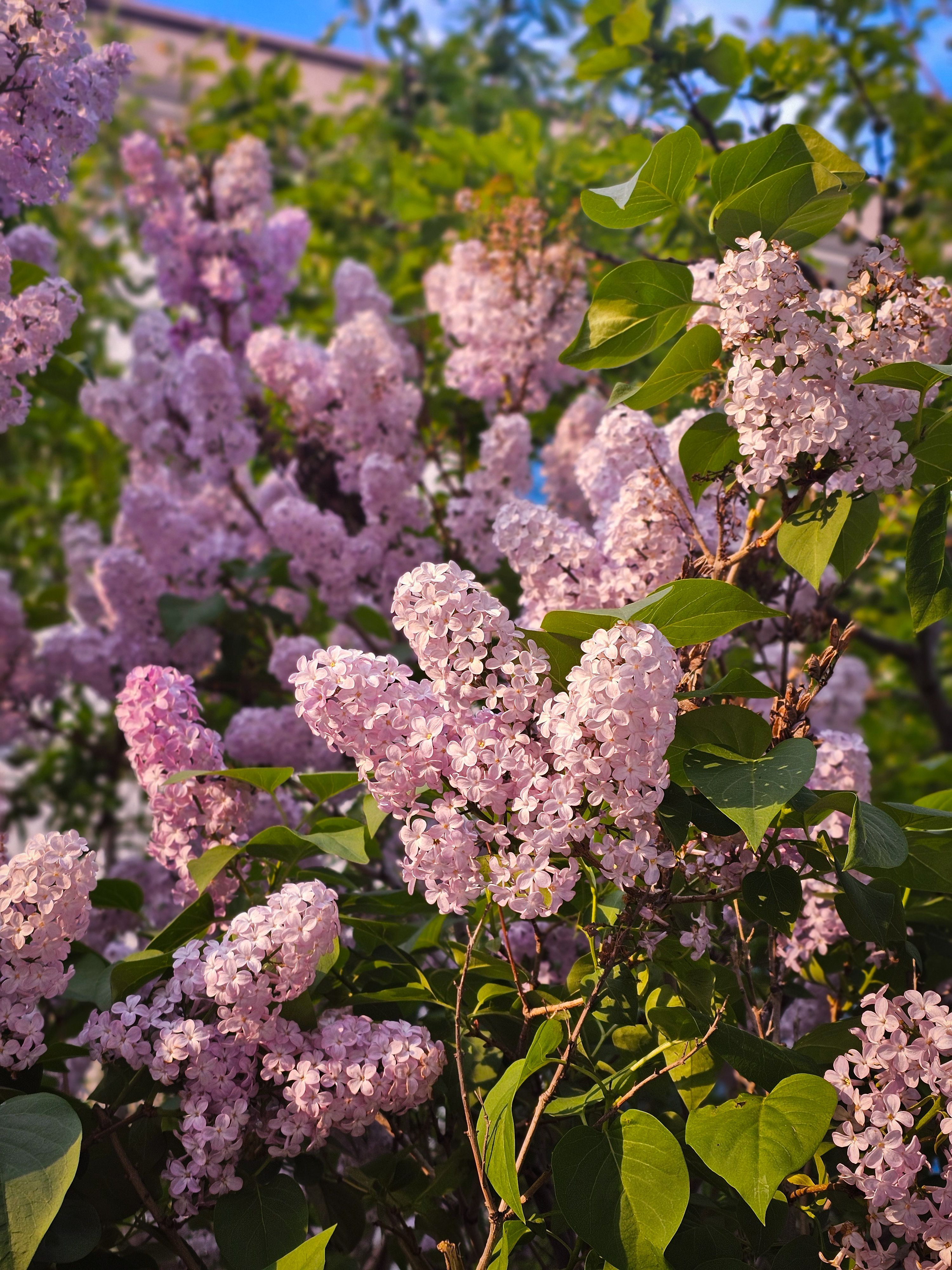 Close-up of vivid lilac flowers blooming on a bush with bright green leaves in spring.