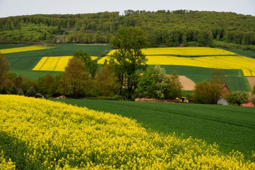 Free Colorful canola fields in Kalefeld, Niedersachsen, capture the vibrant essence of spring. Stock Photo