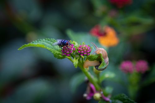 Free Close-up of a fly and snail on colorful flora in Naivasha, Kenya. Stock Photo