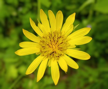 Salsify — Salsifis
