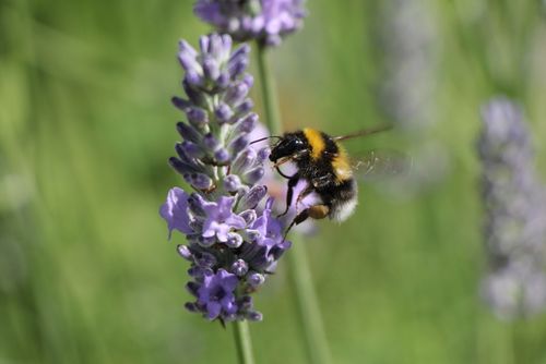 Free A bumblebee collecting nectar from lavender flowers in a vibrant summer setting. Stock Photo