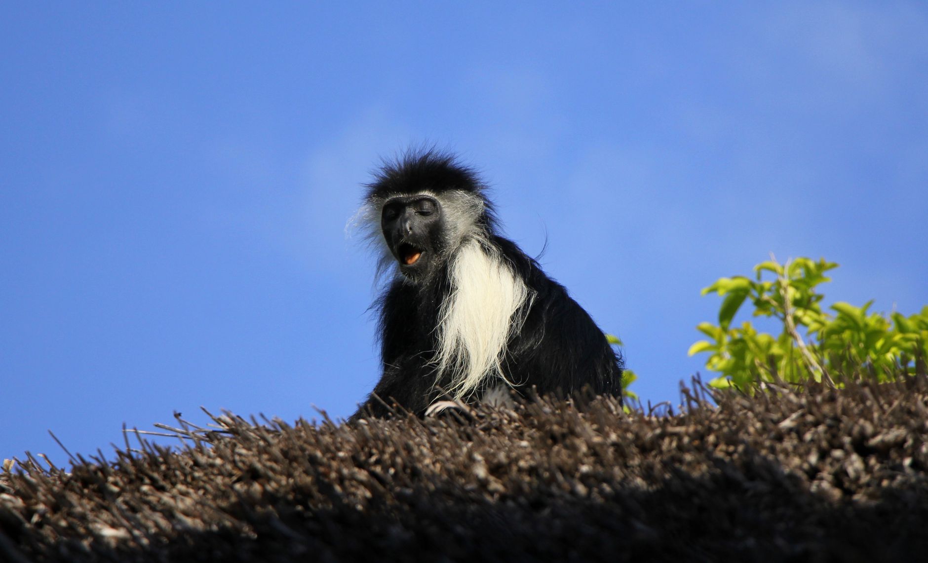 colobus monkey kenya coast tree forest wildlife primate black white