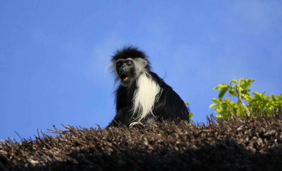 A yawning colobus monkey resting on a thatched roof in Kwale County, Kenya.