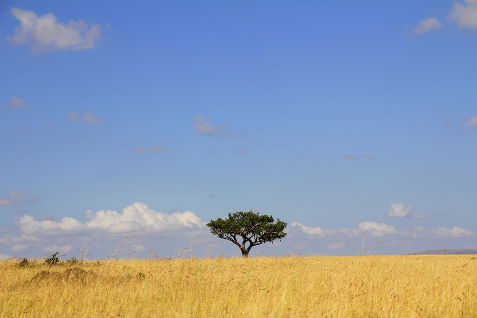 Discover the Magic of East Africa: A Traveler's Guide