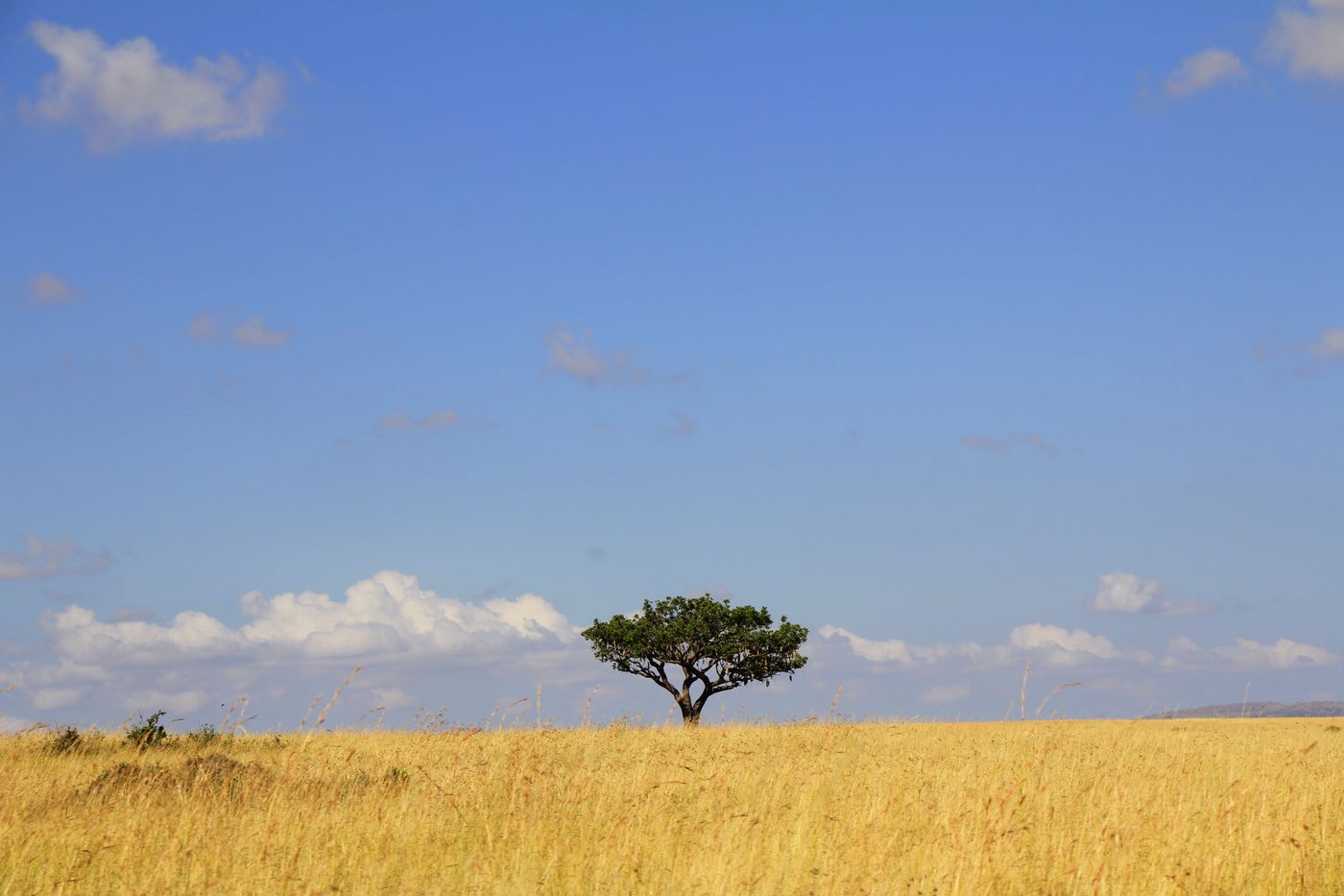 A lone acacia tree on the grassland of the Maasai Mara, Kenya