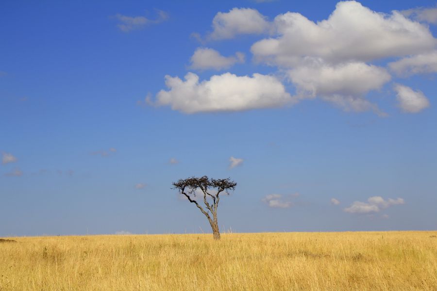 Maasai-Mara-Ebene mit Wildtieren, Kenia