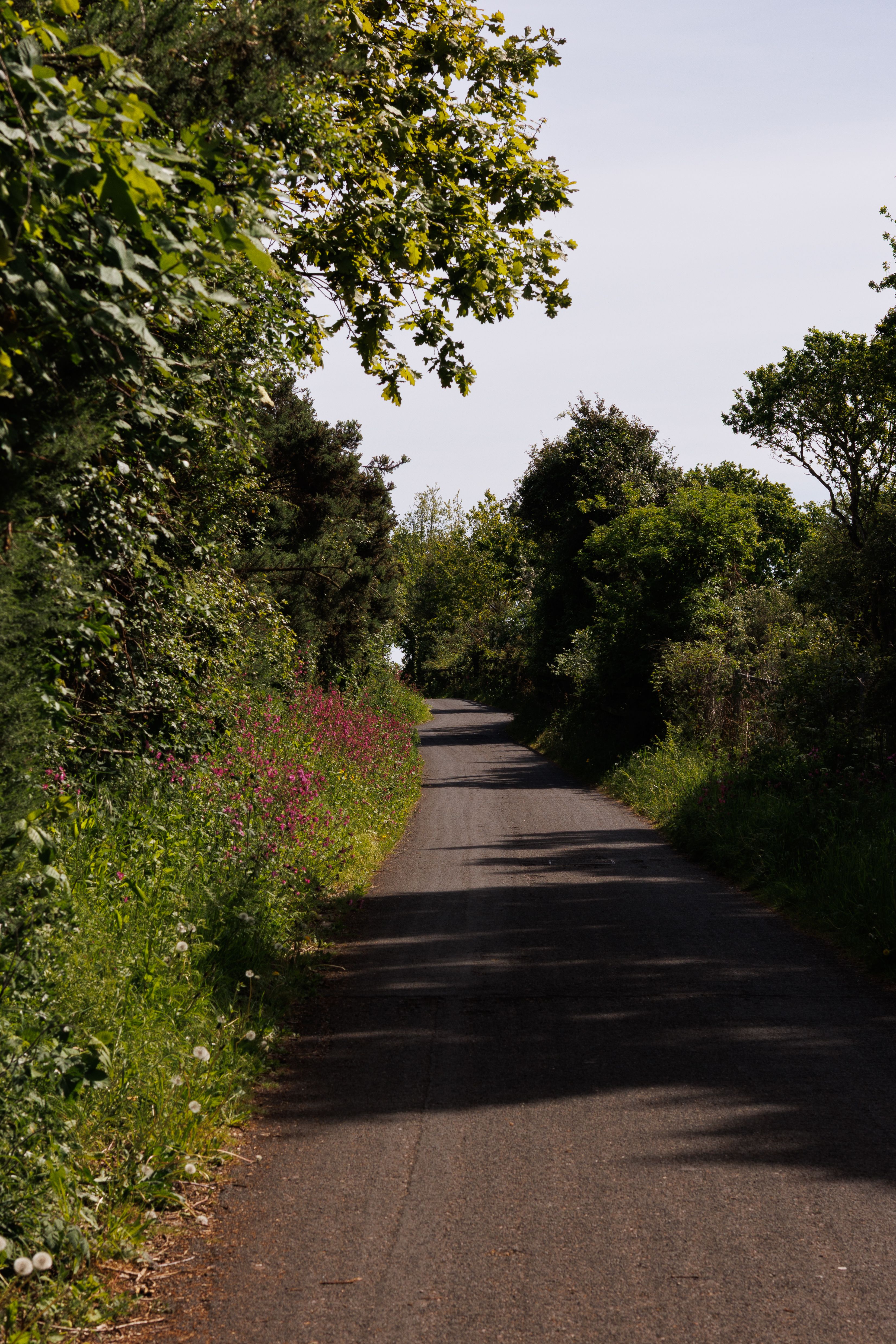 Idyllic Country Road Lined with Green Foliage · Free Stock Photo