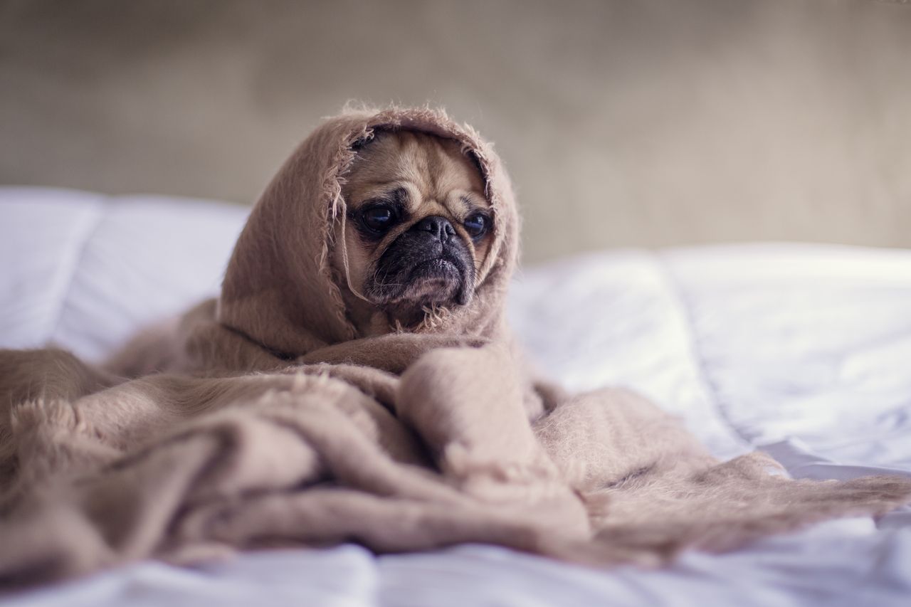 cute pug wrapped in a blanket looking sleepy and adorable on a bed ind