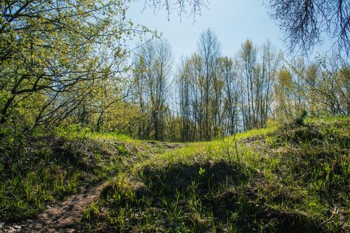 Free Peaceful forest clearing in spring with bright green foliage and sunlight. Stock Photo