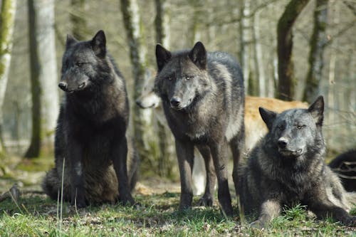 Loup Noir Sur L'herbe Verte