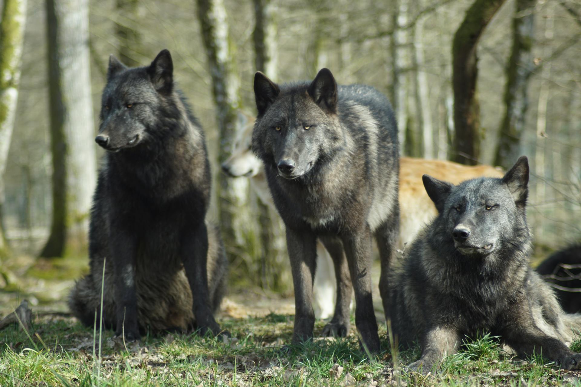 Black Wolf on Green Grass