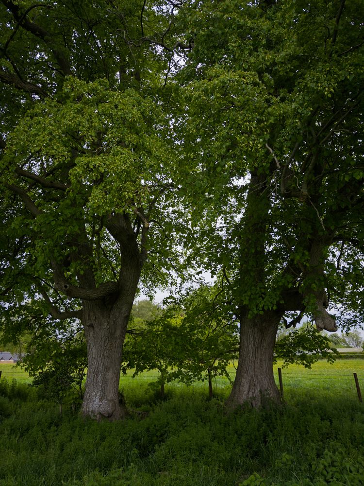 British Trees Photos, Download The BEST Free British Trees Stock Photos ...