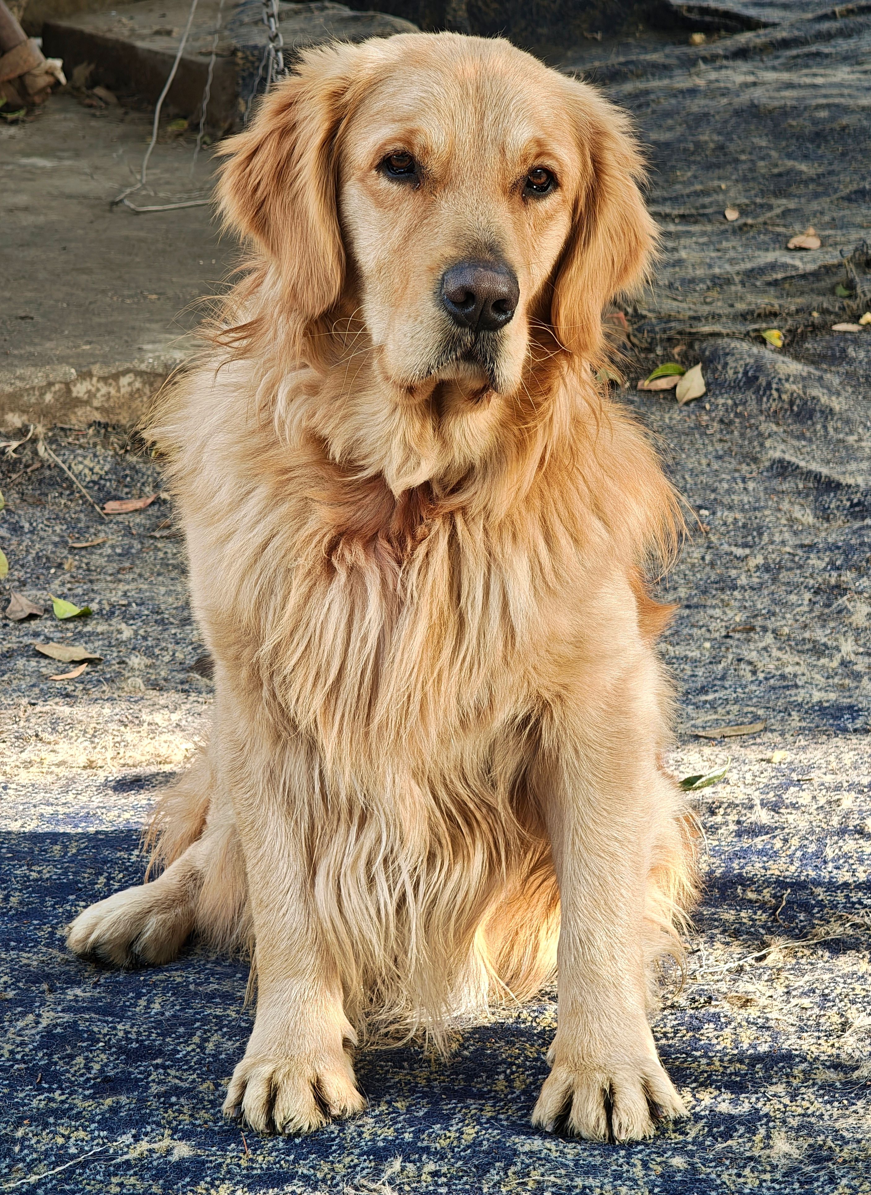 Golden Retriever Sitting Outdoors in Sunlight · Free Stock Photo