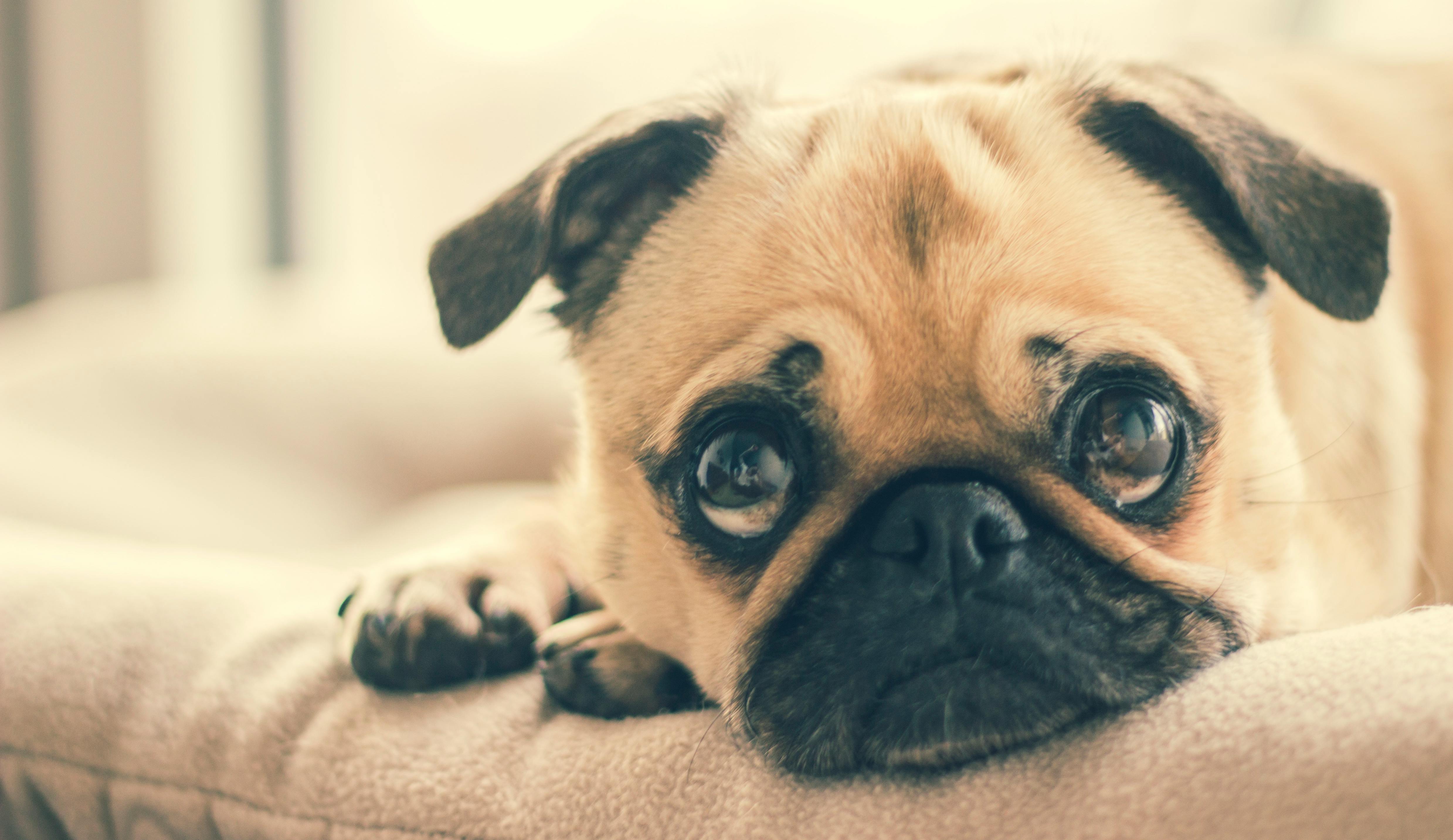 Pug pics hot sale hd