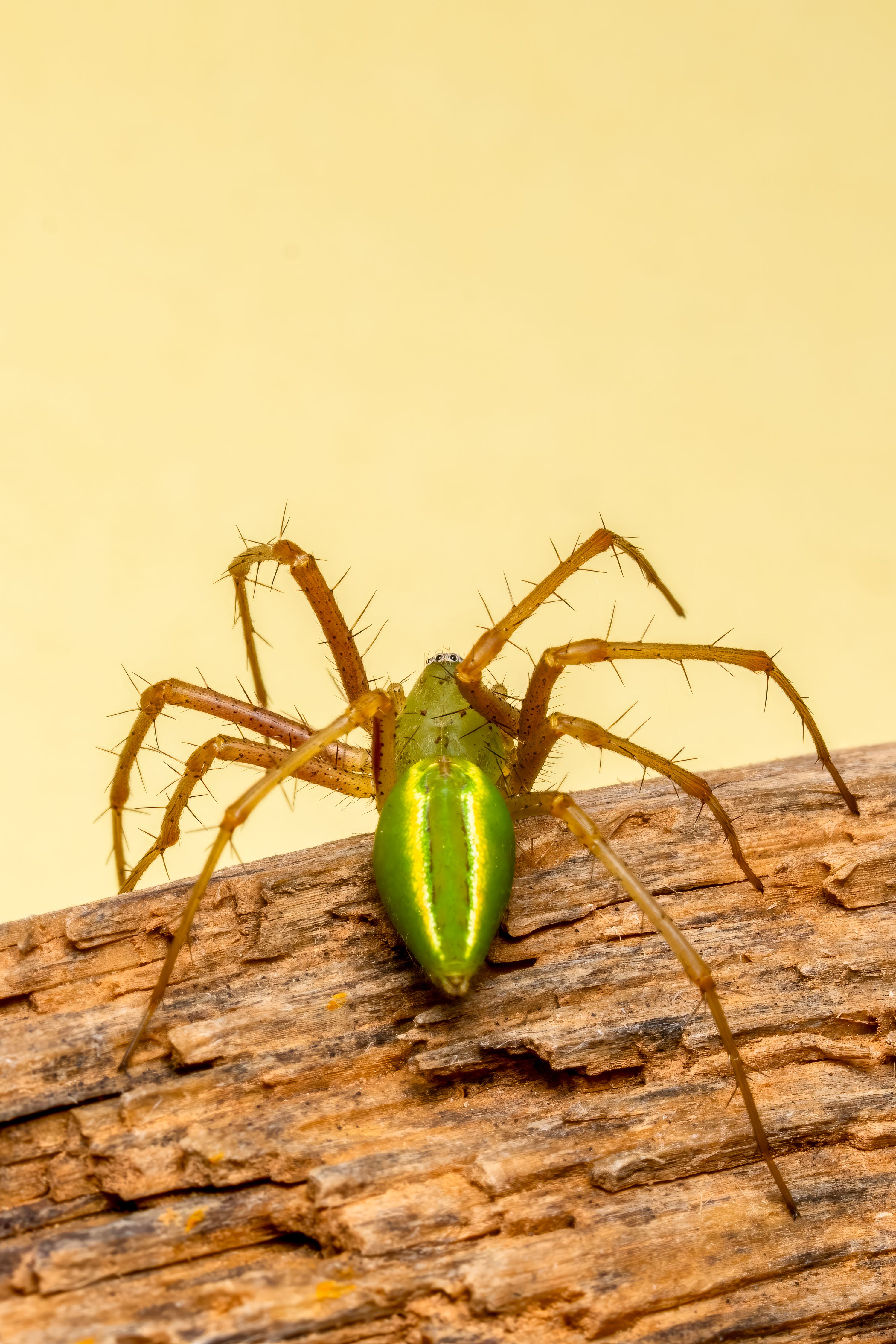Close-up of Green Lynx Spider on Wood · Free Stock Photo