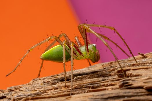 Close-up image of a vibrant green lynx spider on wood with colorful background, showcasing its striking features.