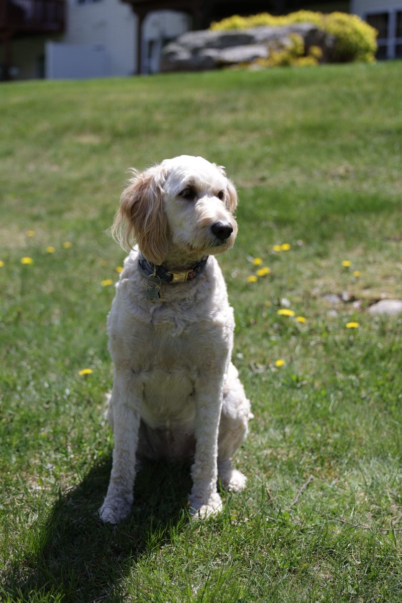 Honey - photo 1