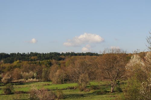 Free A tranquil spring landscape showcasing trees and clear blue sky, perfect for nature enthusiasts. Stock Photo
