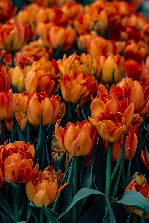 Free A beautiful close-up of vibrant orange tulips blooming in Lisse, Netherlands. Stock Photo