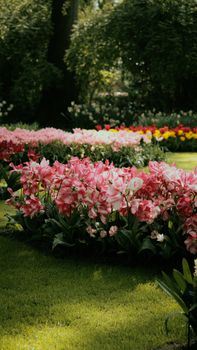 Vibrant pink tulips in a lush garden setting in Lisse, Netherlands, showcasing spring's beauty.