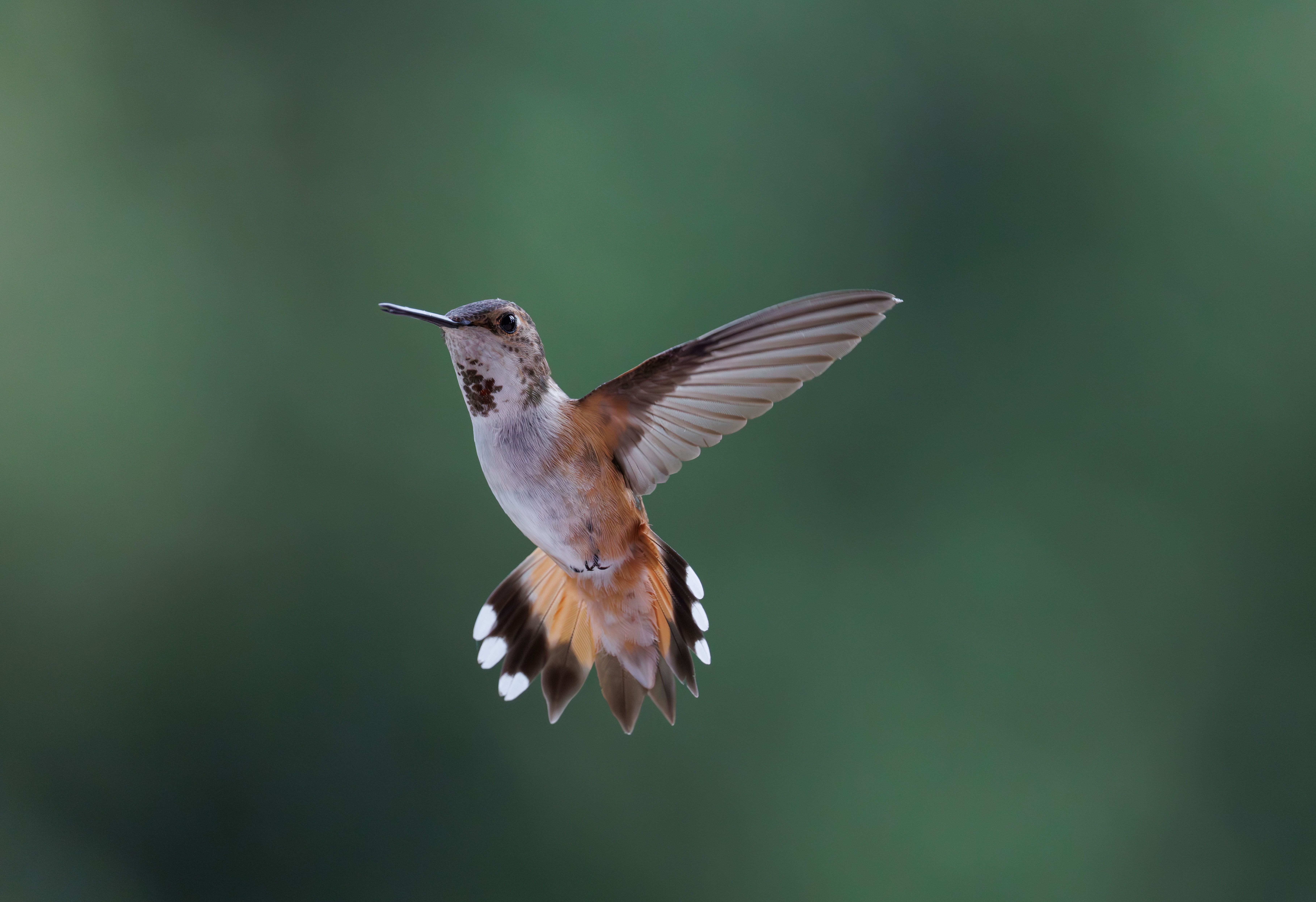 Close-up of a Rufous Hummingbird in Flight · Free Stock Photo