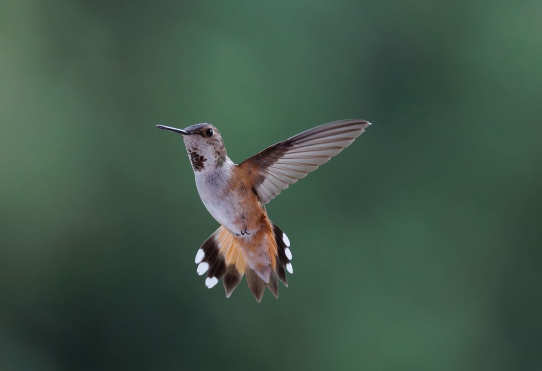 Male Rufous Hummingbird In Flight Close-up of a Rufous Hummingbird in Flight · Free Stock Photo