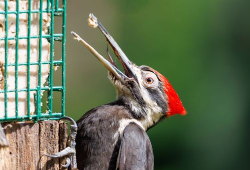 Free Vivid photo of a Pileated Woodpecker feeding from a backyard suet feeder. Stock Photo
