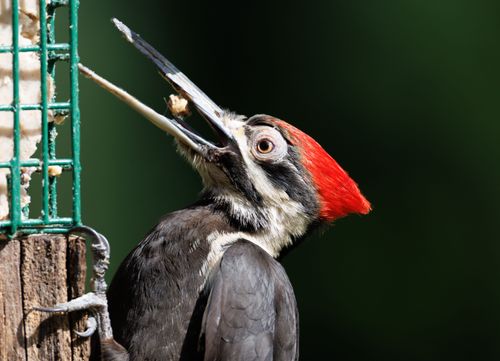 Free Detailed image of a Pileated Woodpecker (Dryocopus pileatus) feeding on a suet feeder. Stock Photo
