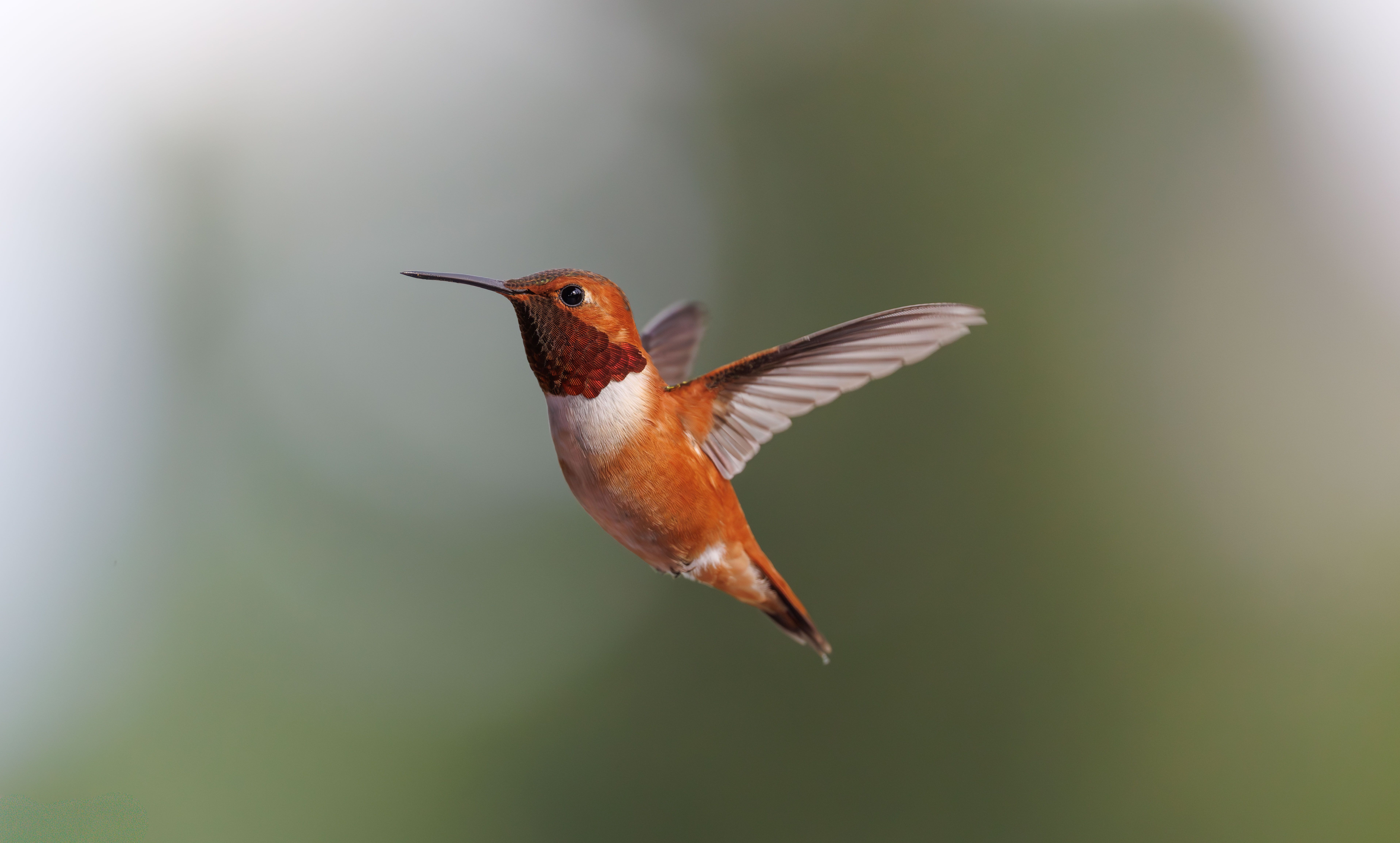 Close-up of a Rufous Hummingbird in Flight · Free Stock Photo
