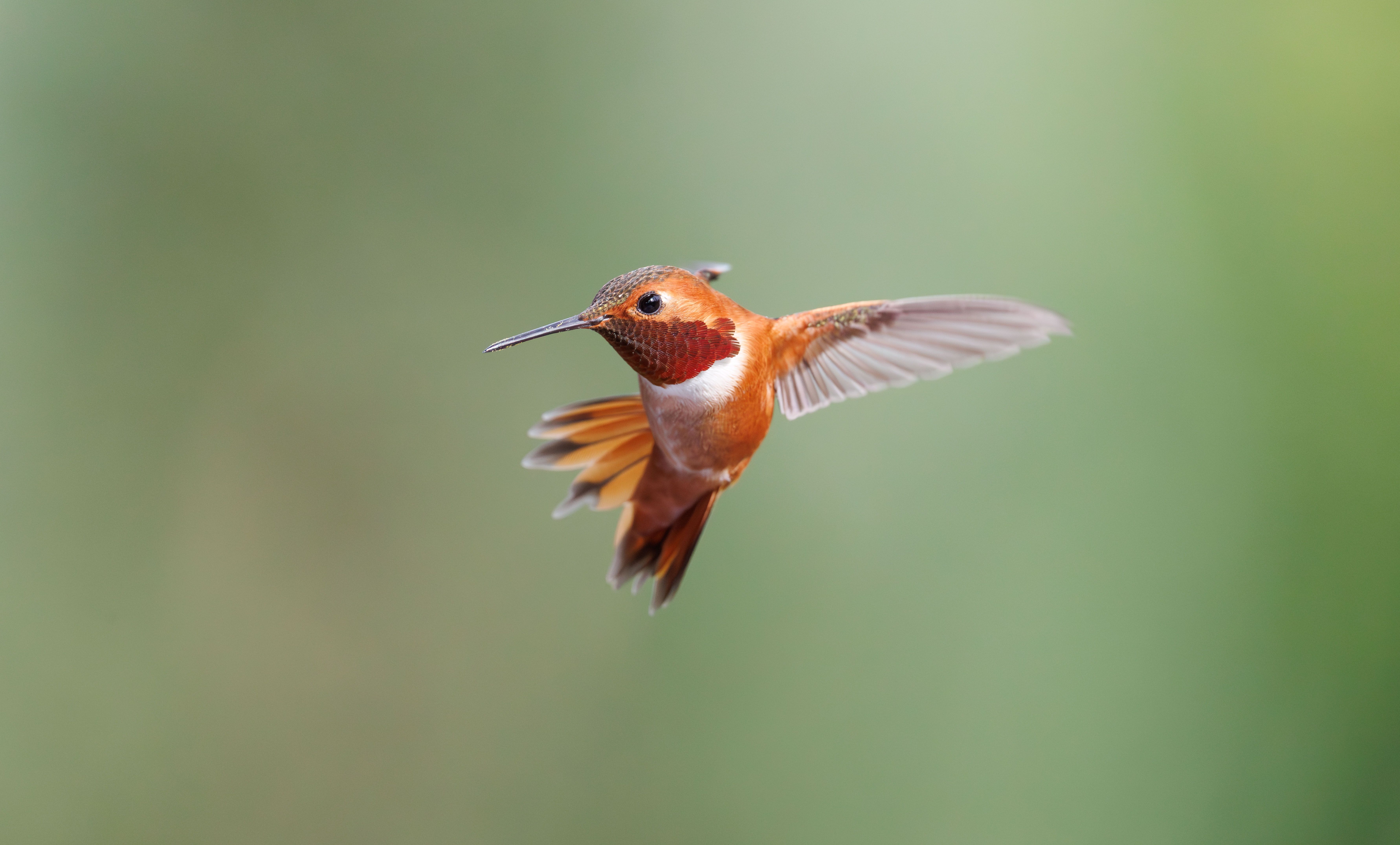 Close-up of Rufous Hummingbird in Flight · Free Stock Photo