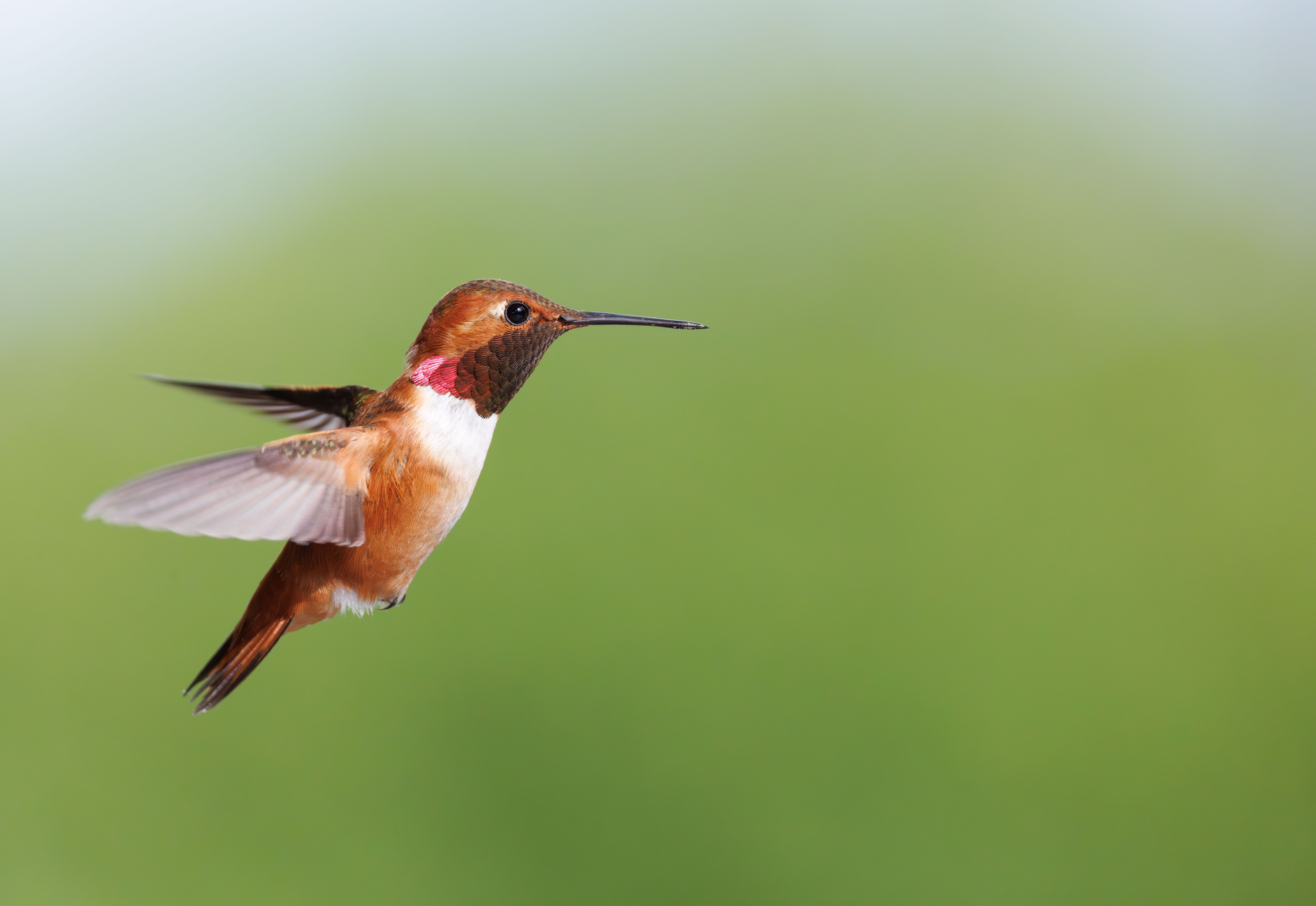 it mean hummingbirds swoop