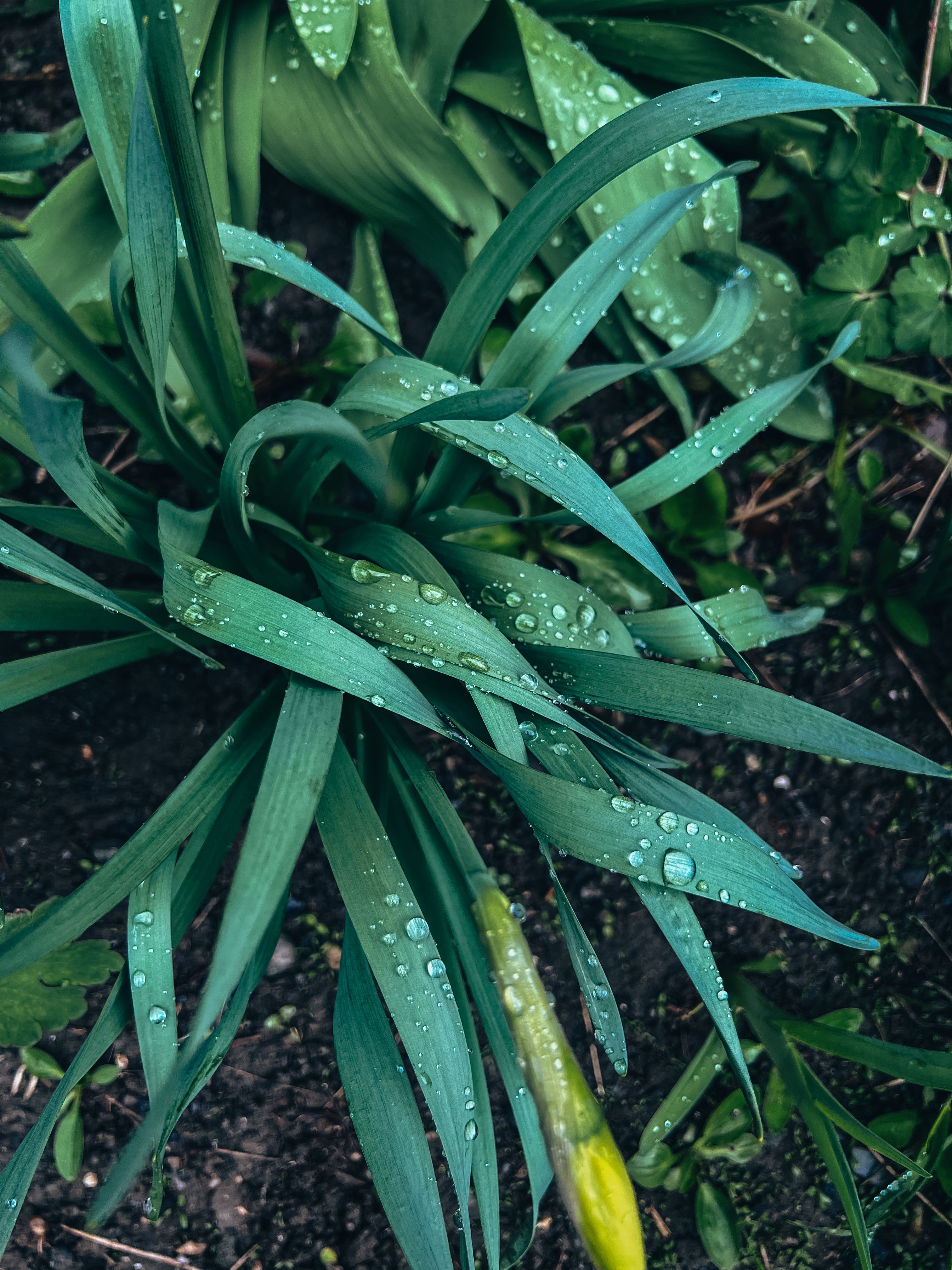 Comment créer un jardin de pluie à Angers 