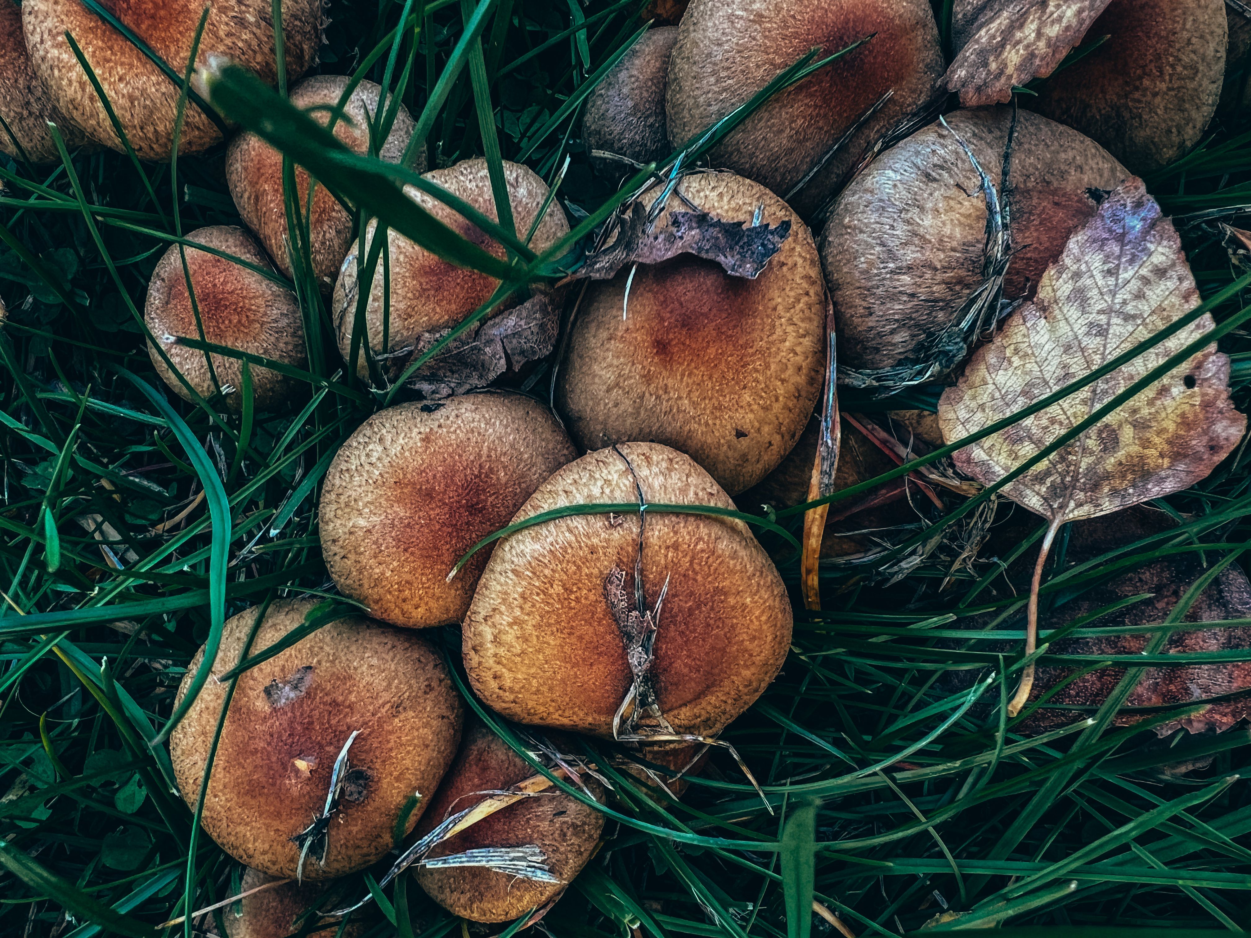 Les Champignons Oubliés pour une Énergie Cellulaire