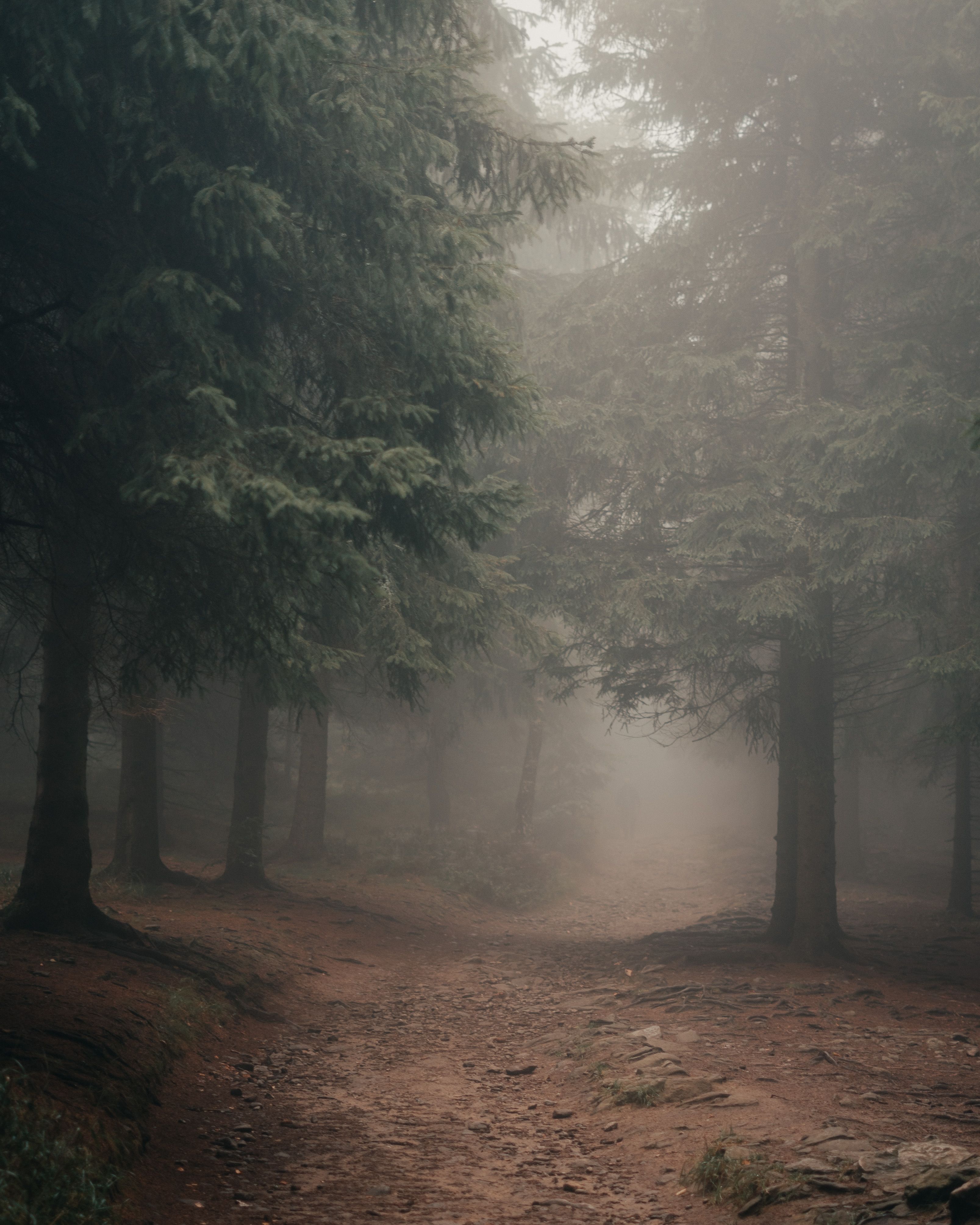 Ethereal forest path enveloped in fog, capturing serene nature's beauty.