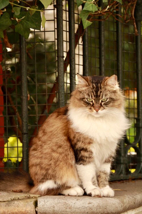 Free Fluffy Siberian cat sitting calmly outdoors, surrounded by greenery, on a stone step. Stock Photo