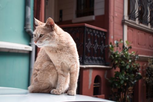 Free A ginger cat sits gracefully against historic İstanbul architecture in daylight. Stock Photo