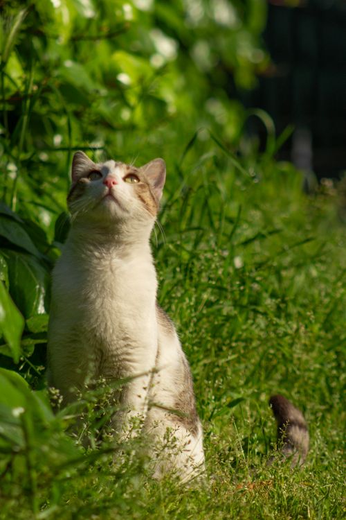 Free A curious white and tabby cat looking upwards amidst lush greenery in an outdoor garden setting. Stock Photo