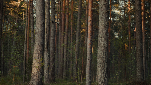 Free Dense pine forest with tall trunks creating a tranquil woodland scene. Stock Photo