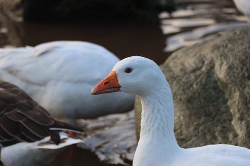 Free A white goose with an orange beak standing near a large rock by the water. Stock Photo