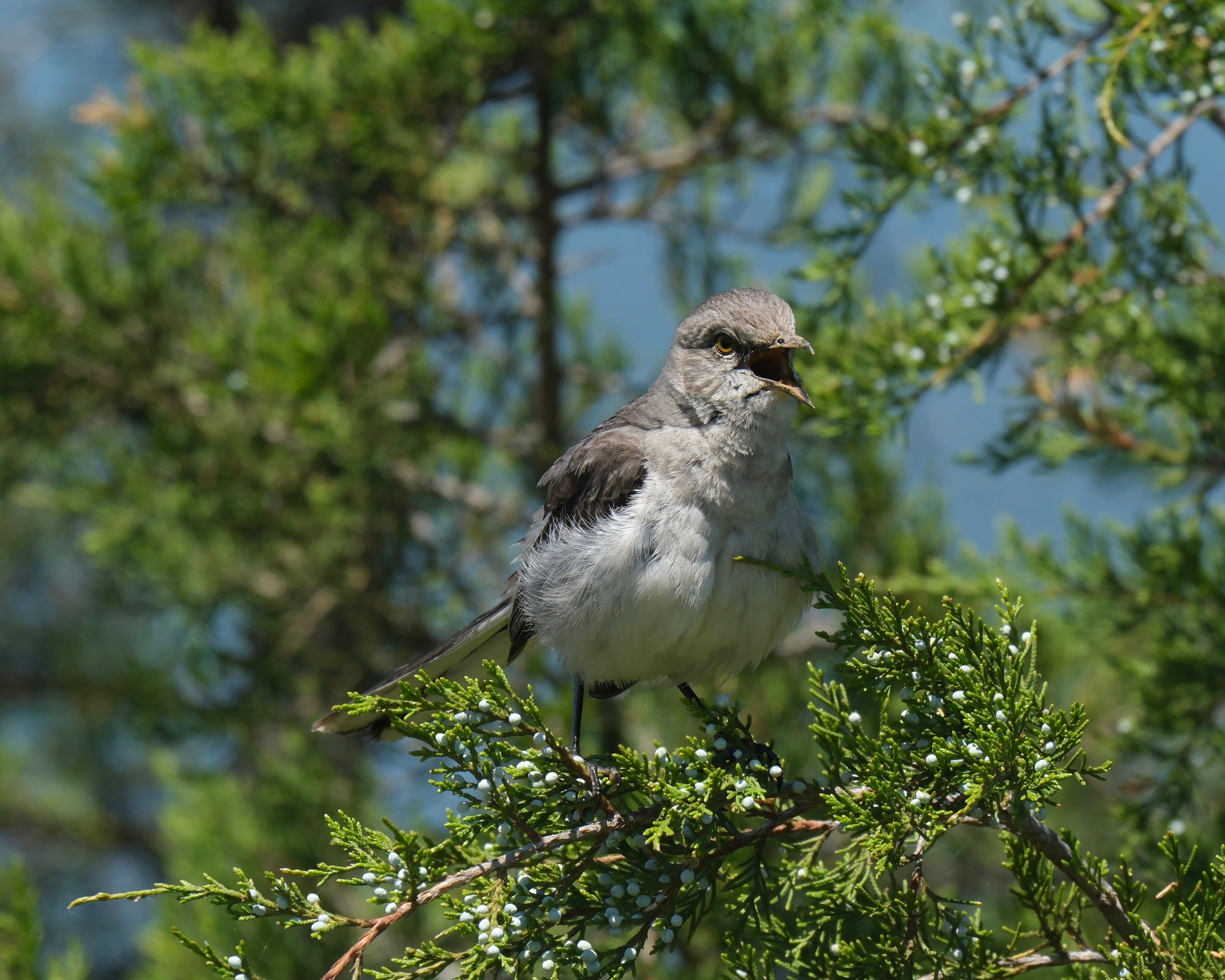 Is A mockingbird aggressive? - The Institute for Environmental Research ...